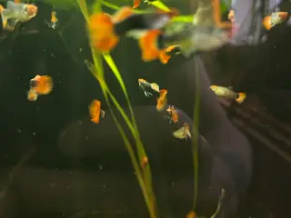 🔥❤️ Rednose Dumbo Guppy – Premium Voksne | Viby J