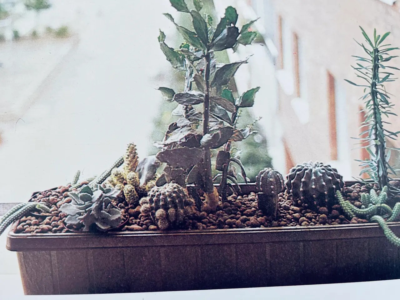 Billede 6 - Alt om stueplanter 