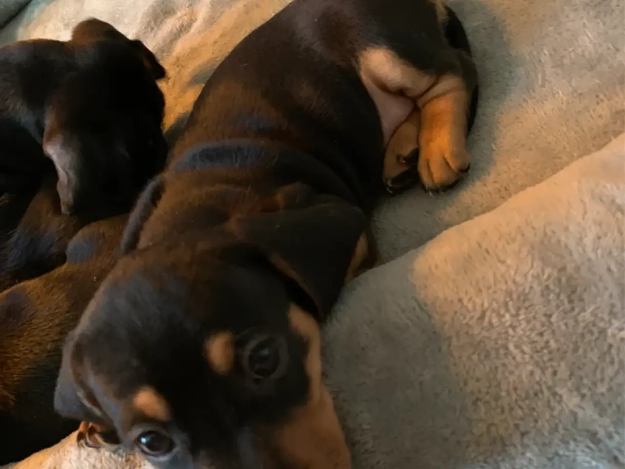 Billede 11 - 3 små miniature - dachshund- hvalpe