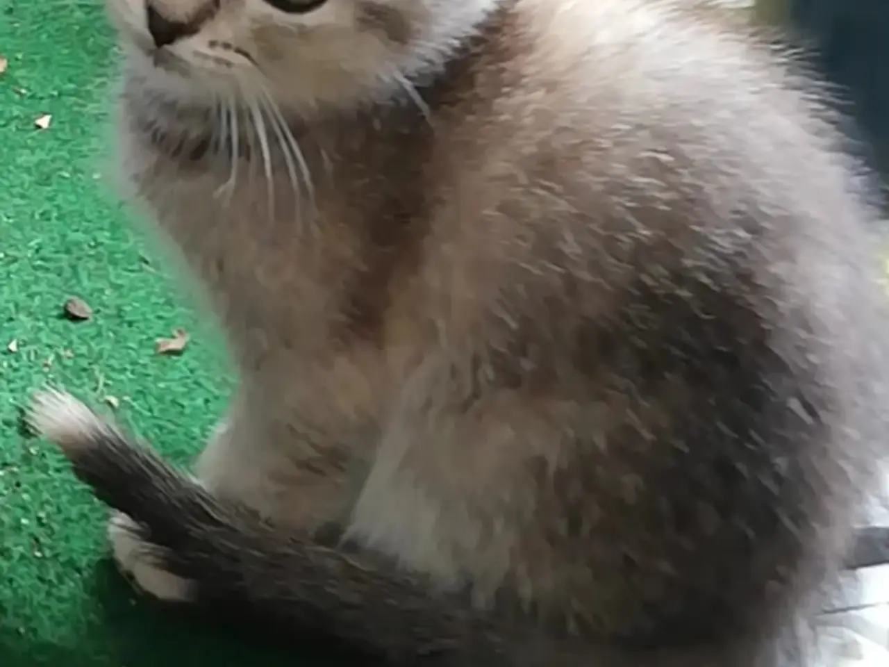 Billede 7 - Nara – Sød og blid Scottish Fold hunkat søger kærl