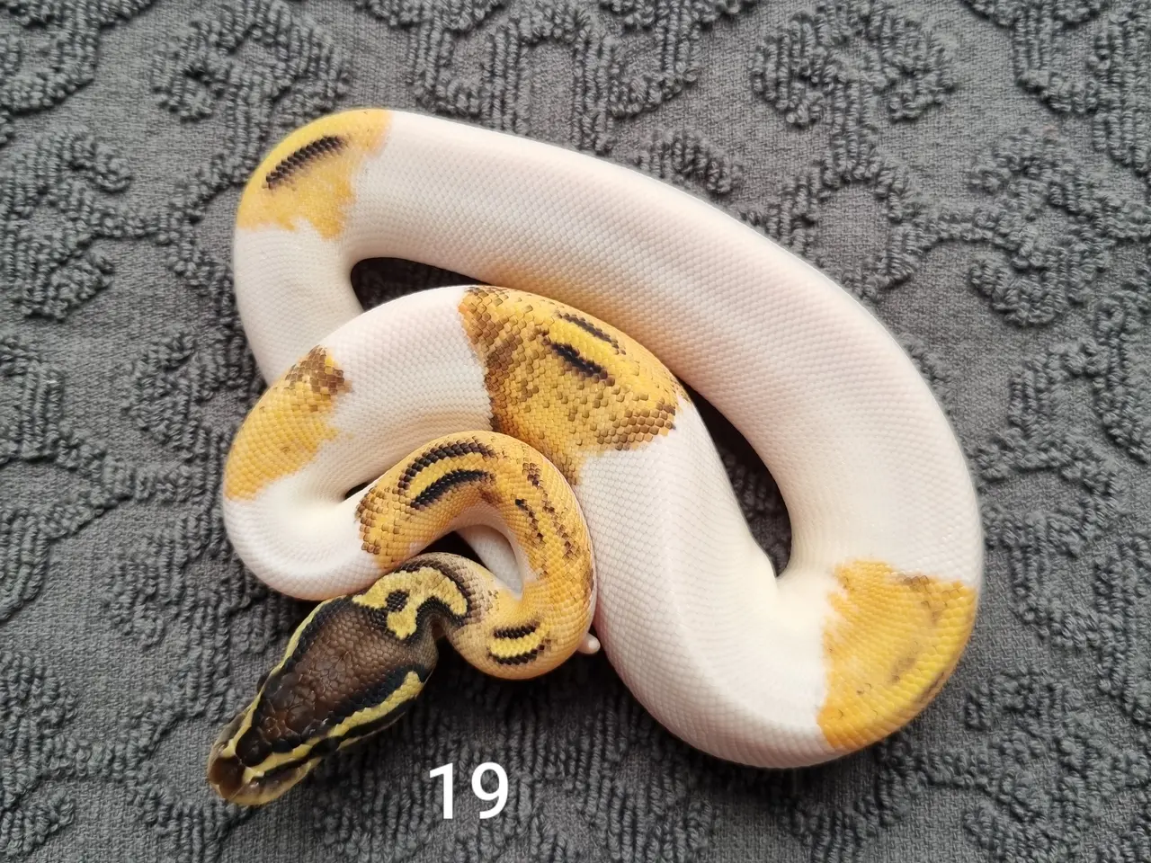 Billede 20 - Pied kongepythons 2026