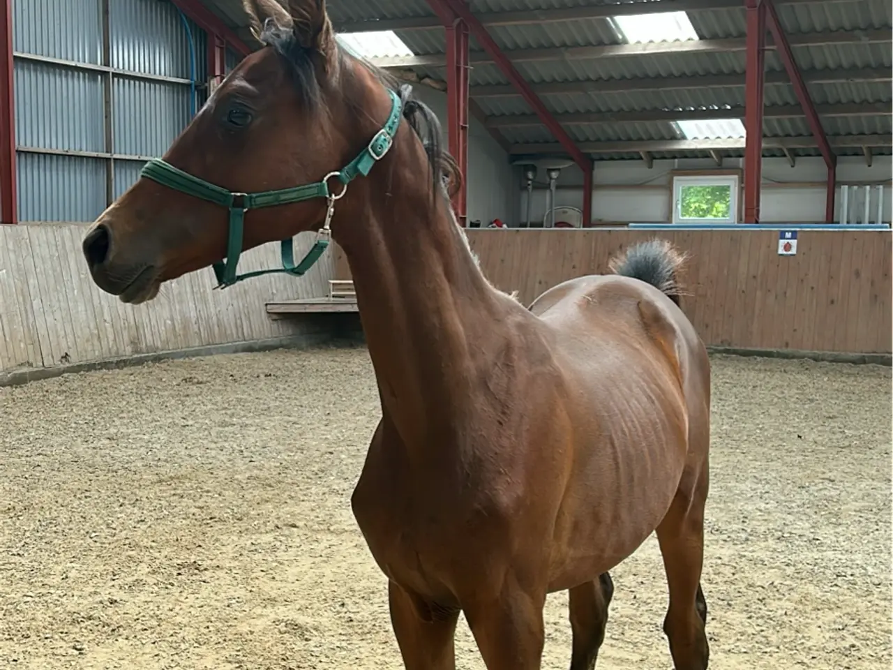 Billede 2 - 1 års trakehnerhingst