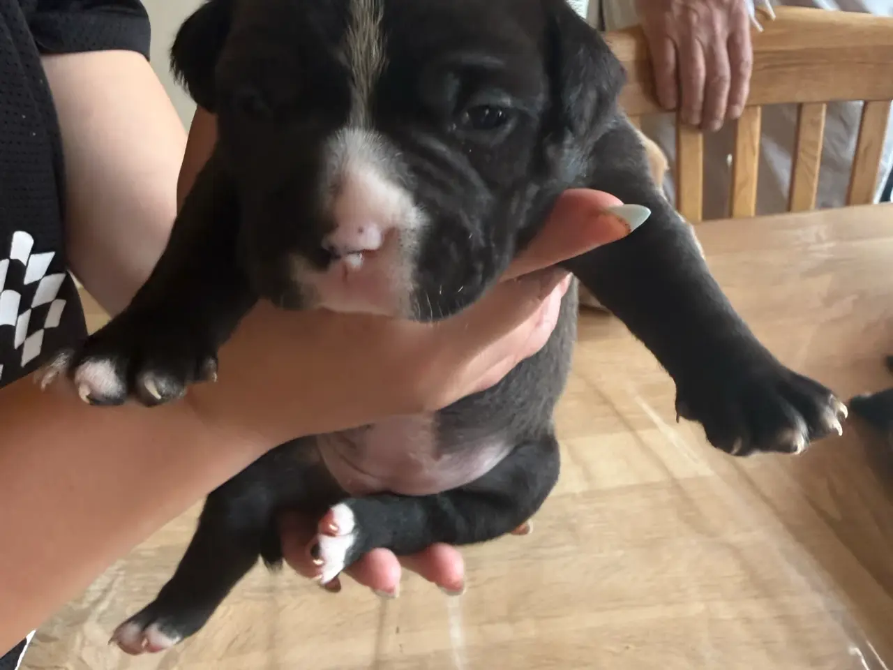 Billede 13 - Pocket Bully hvalpe