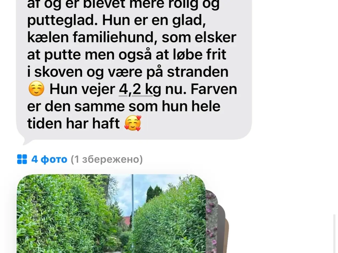 Billede 7 - Havapoo-hvalpe klar til nye hjem i November