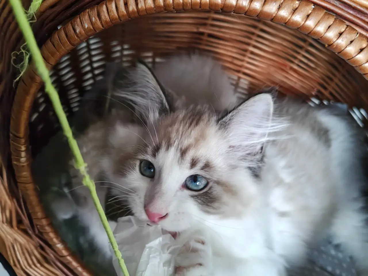 Billede 4 - Ragdoll far-Ragdoll,Skovkat mor 