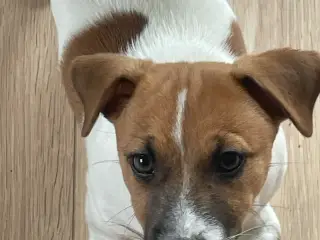 Jack Russell Hvalp - Glathåret - DKK stamtavle 