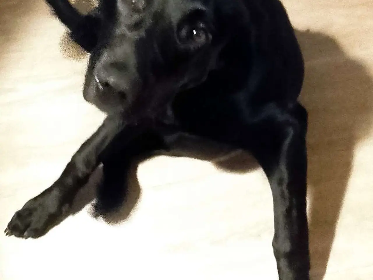 Billede 2 - Hund sælges