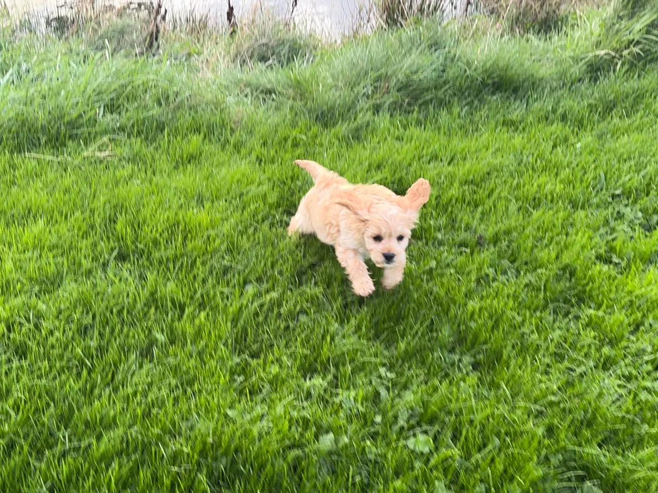 Billede 12 - Den smukkeste F1 Cavapoo dreng tilbage