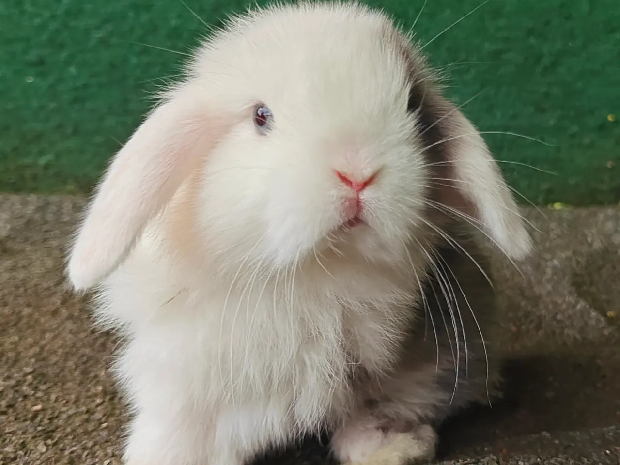 Billede 5 - Minilop