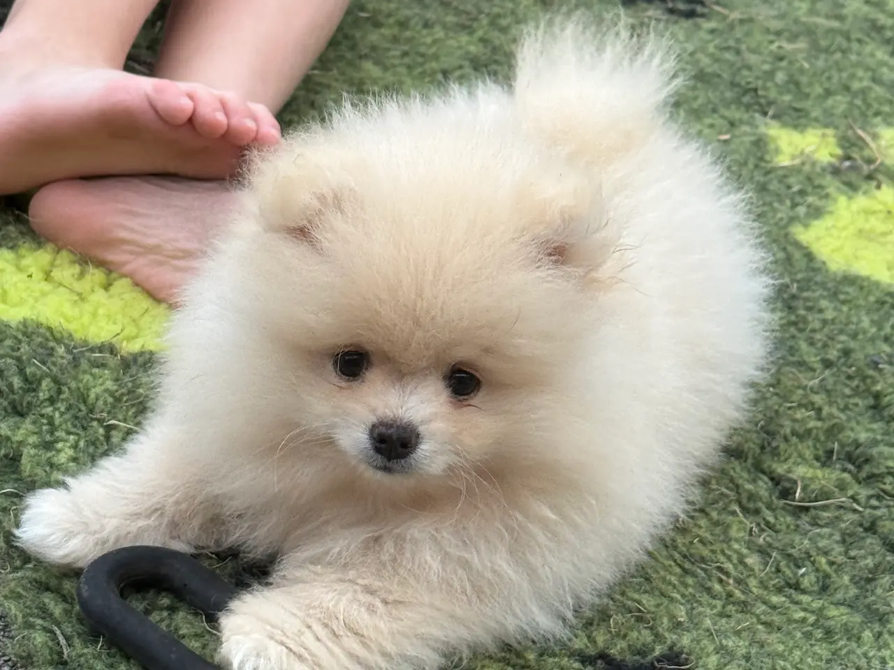 Billede 1 - Pomeranian hvalpe 🐶 