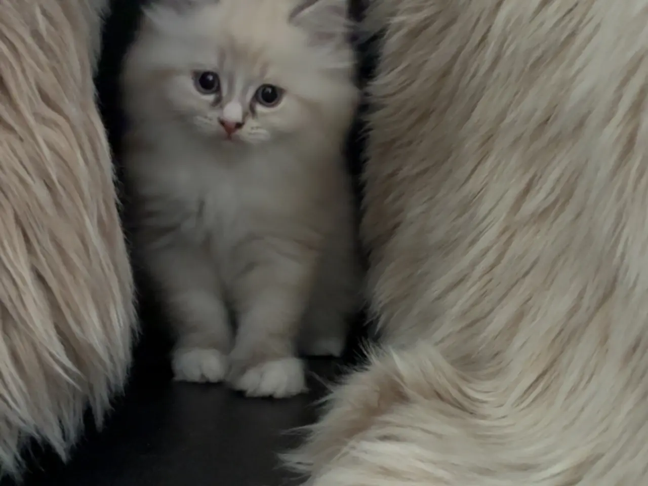 Billede 1 - Ragdoll/British baby