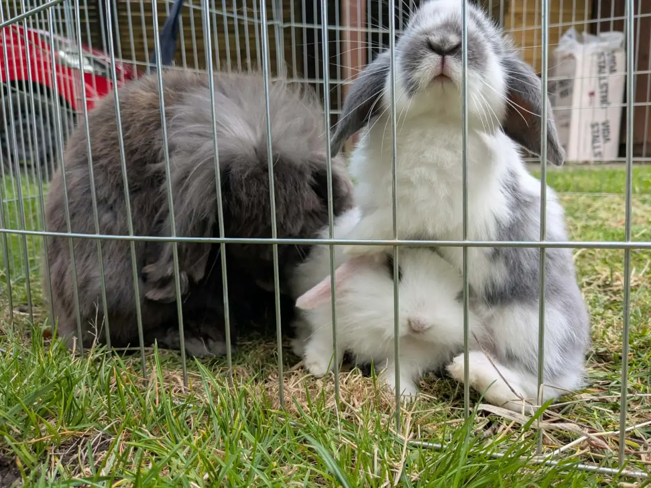 Billede 5 - Mini-lop kaninunger