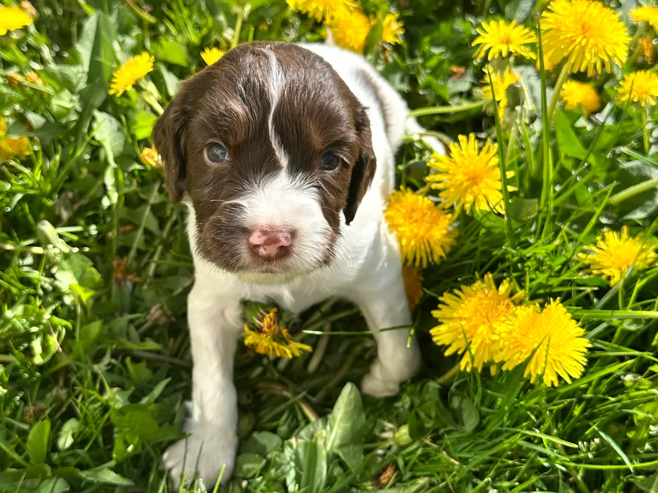 Billede 6 - Engelsk ft springer spaniels