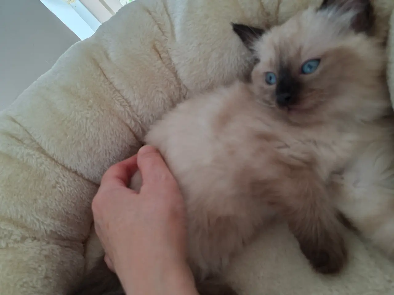 Billede 15 - Skønne Ragdoll killinger 🐾🤎