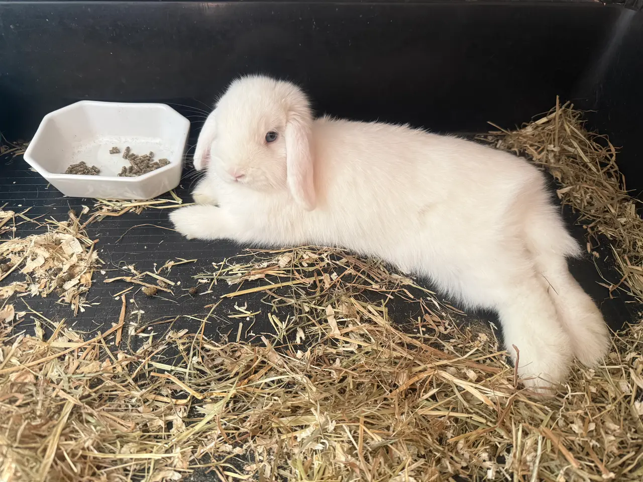 Billede 1 - Mini lop kanin
