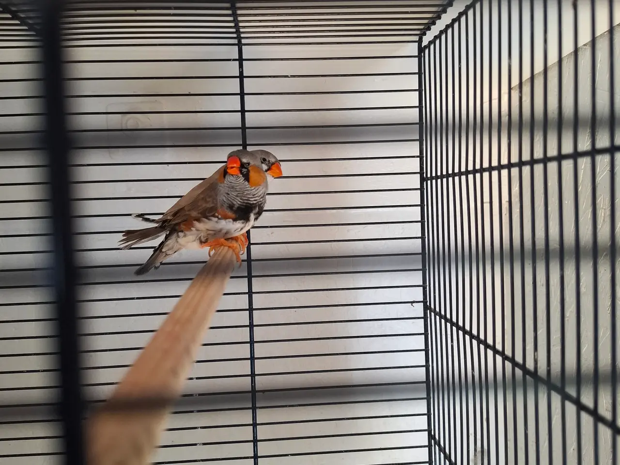 Billede 2 - Zebrafinker søger nye hjem