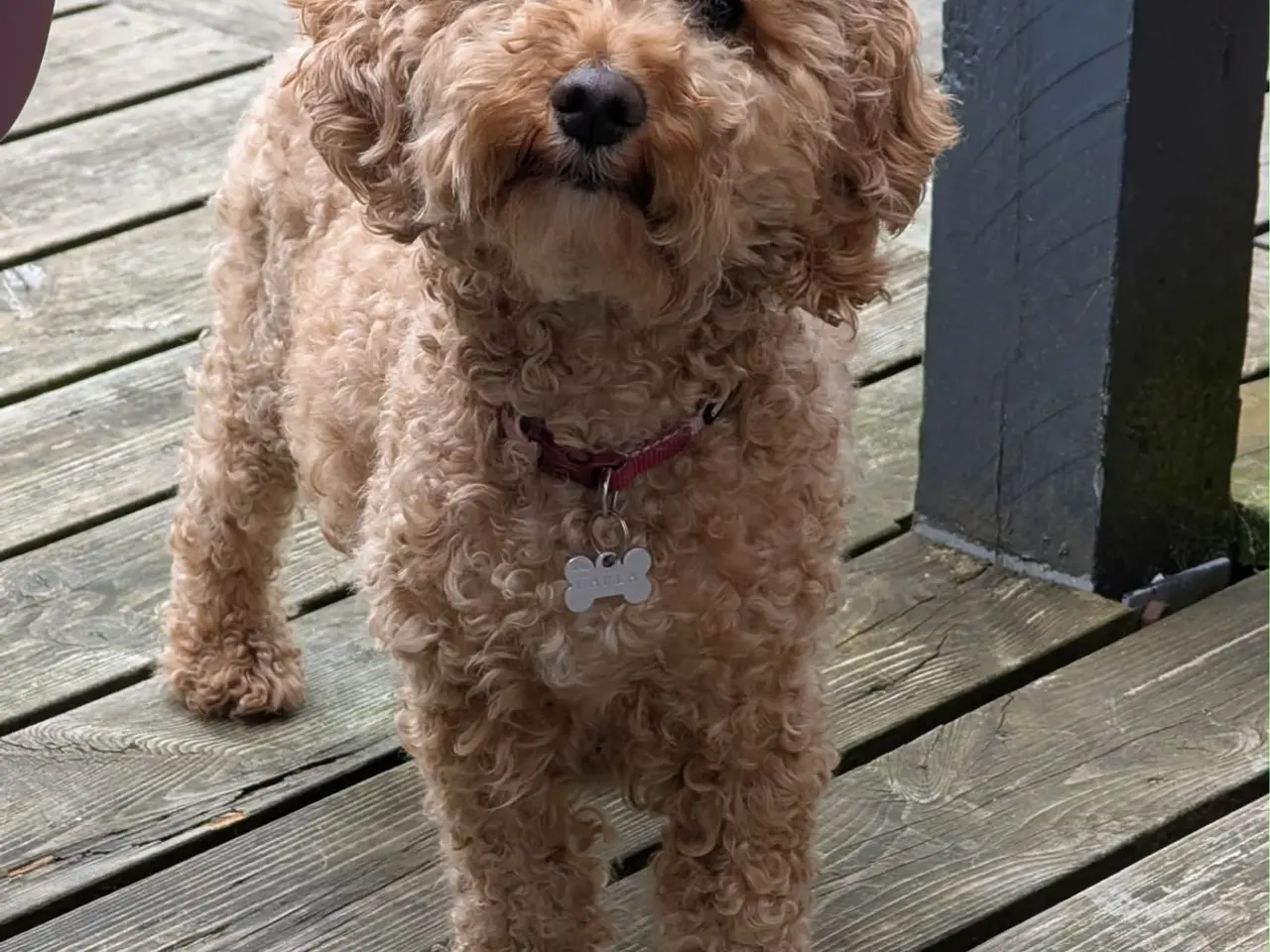 Billede 7 - Cockerpoo hvalpe / doodle