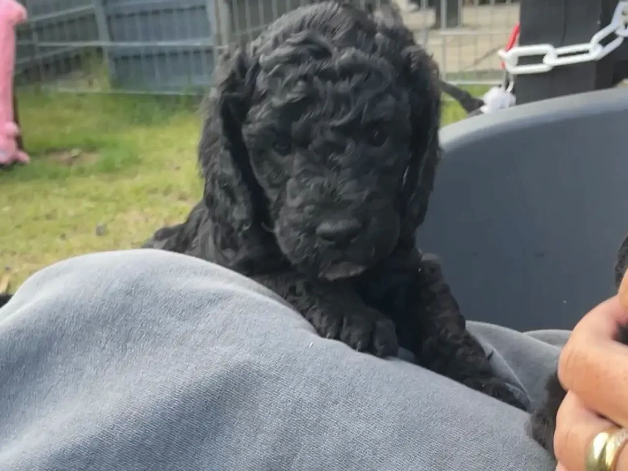 Billede 3 - Cavapoo f1b