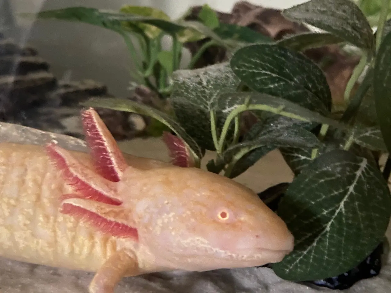 Billede 5 - Axolotl par inkl akvarie og alt
