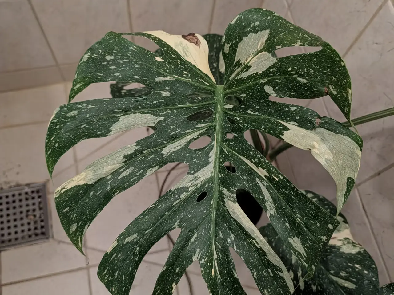 Billede 2 - Store Monstera deliciosa 'Thai constellation'