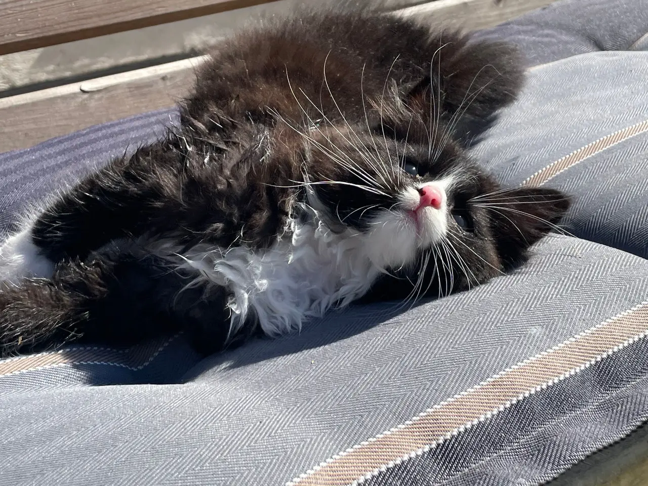 Billede 2 - Killinger Ragdoll/Ragamuffin