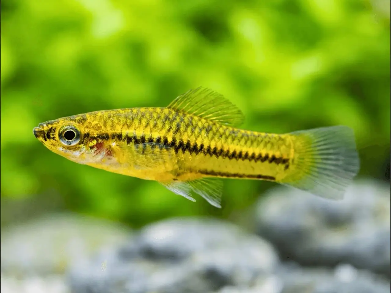 Billede 1 - Xiphophorus pygmaeus