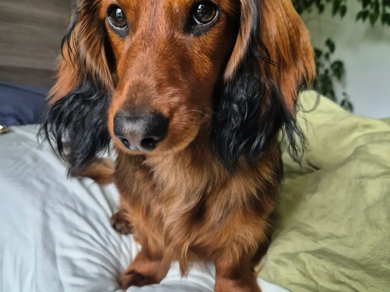 Billede 1 - Dværggravhund til Parring