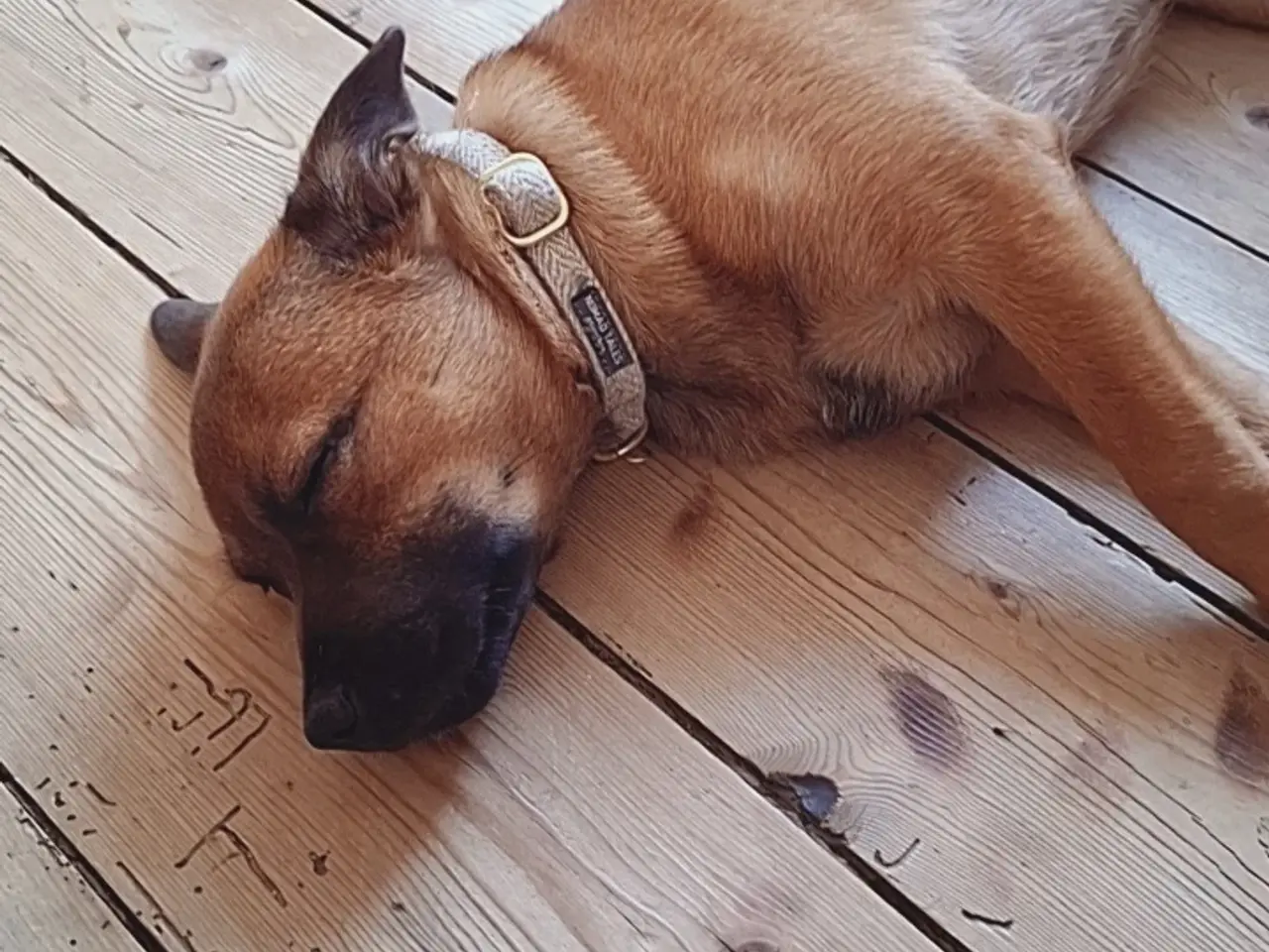 Billede 2 - Staff blanding søger nyt hjem🐶❤️