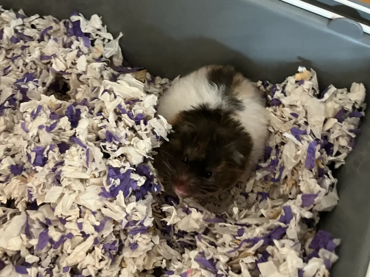 Billede 1 - Guldhamster hun sælges