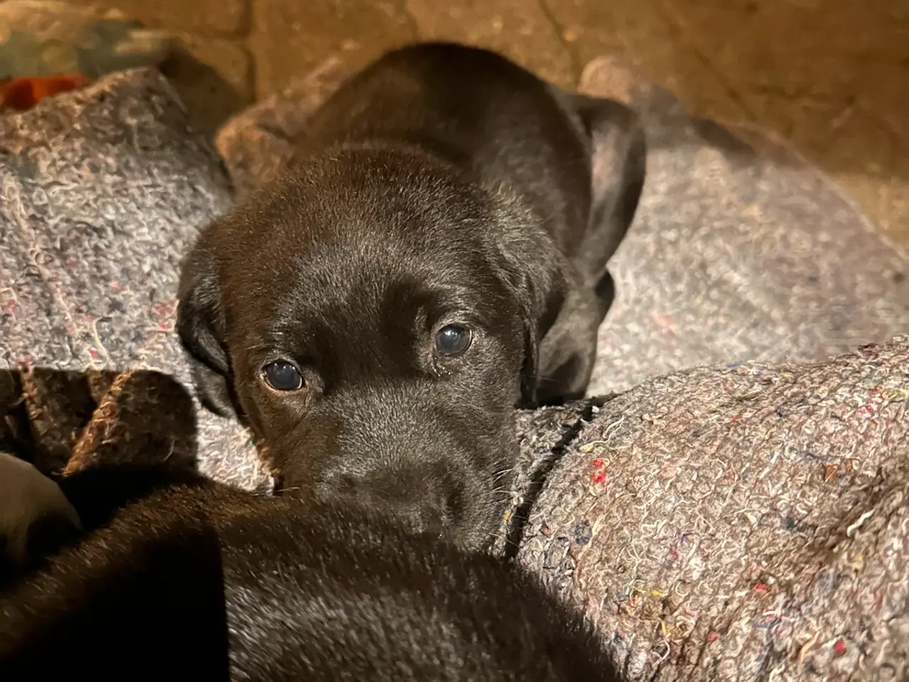Billede 4 - Arlo og Marley🐶