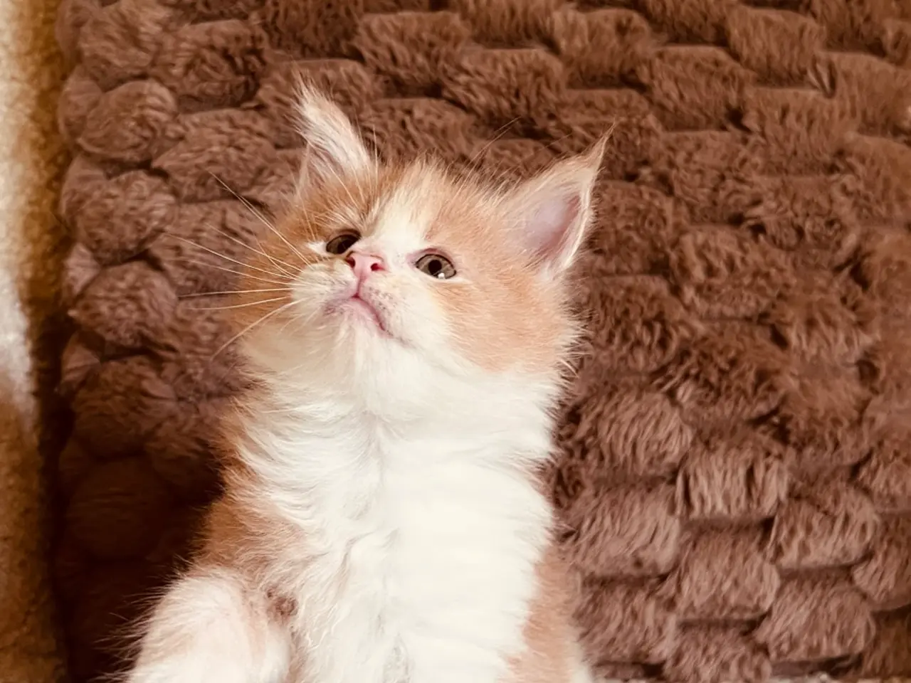 Billede 3 - Mainecoon killinger