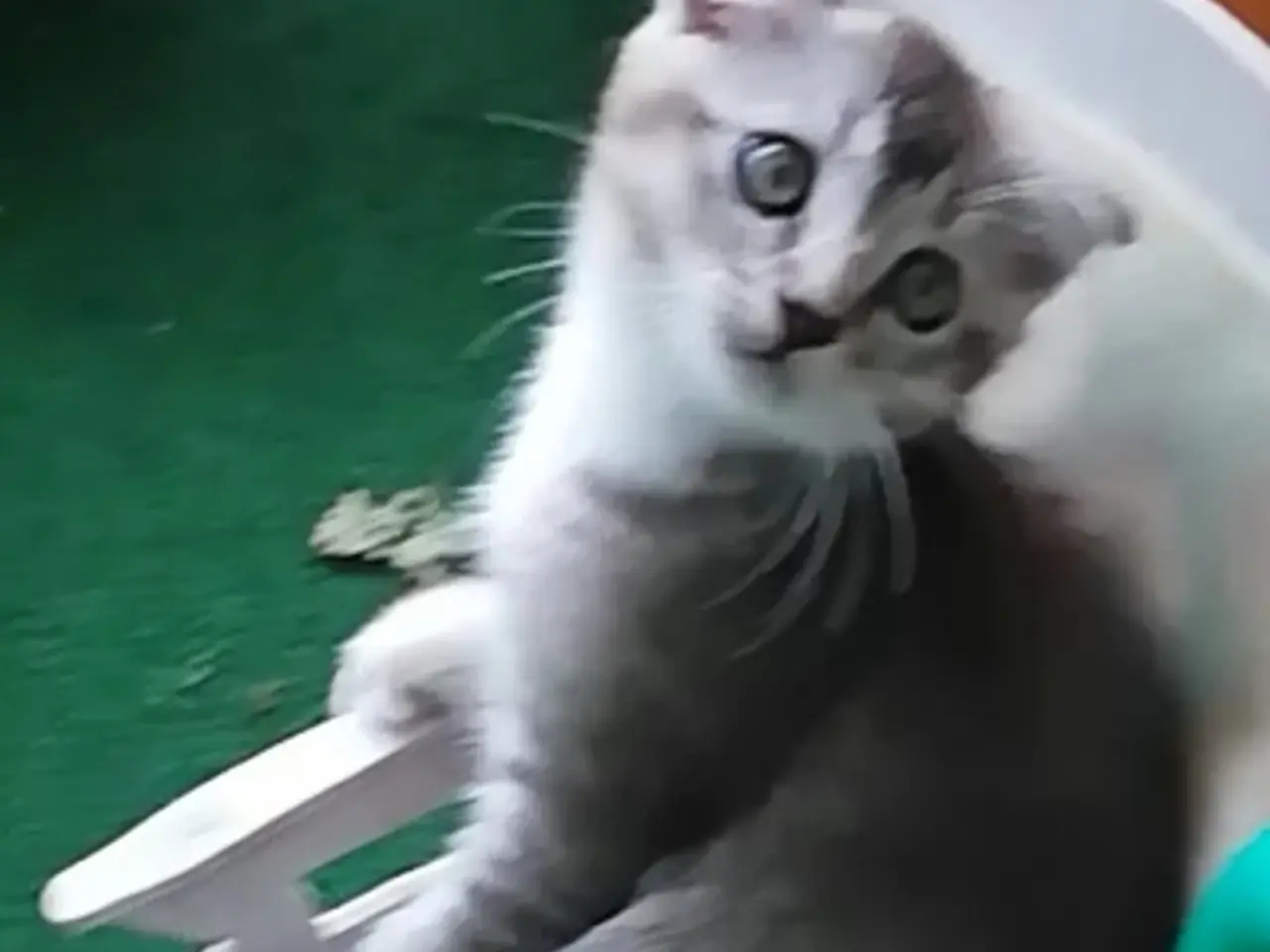 Billede 9 - Grey – en høflig og kærlig Scottish Fold han søger