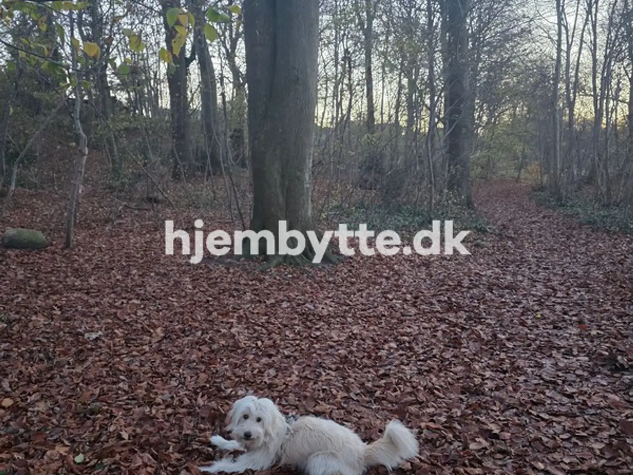 Billede 3 - Hjembytte - Skolegade