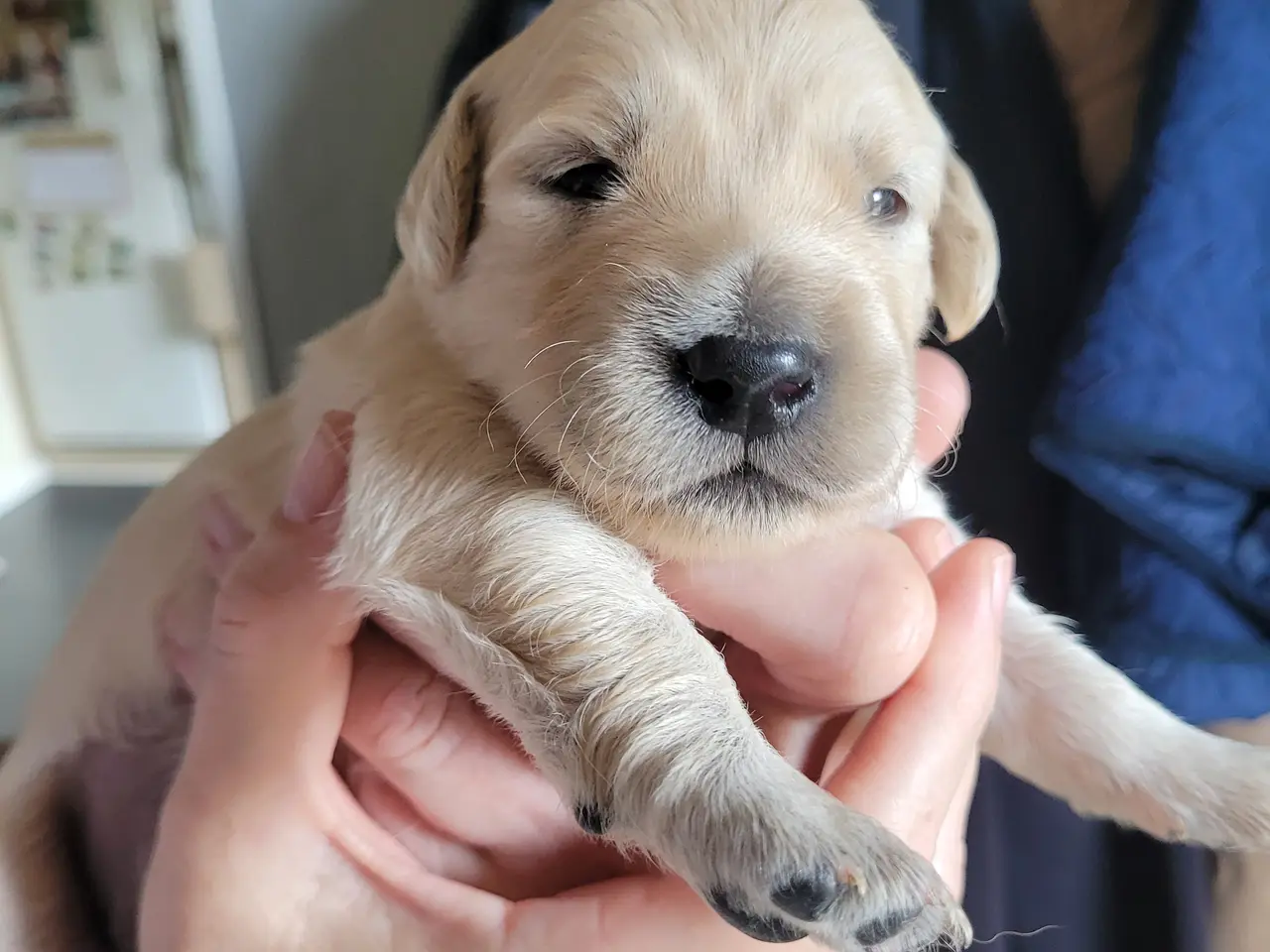 Billede 4 - Golden Retriever hvalpe 