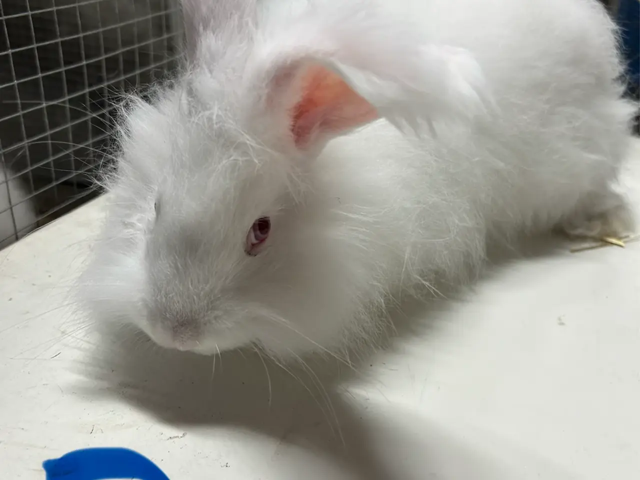 Billede 7 - Angora kanin unger