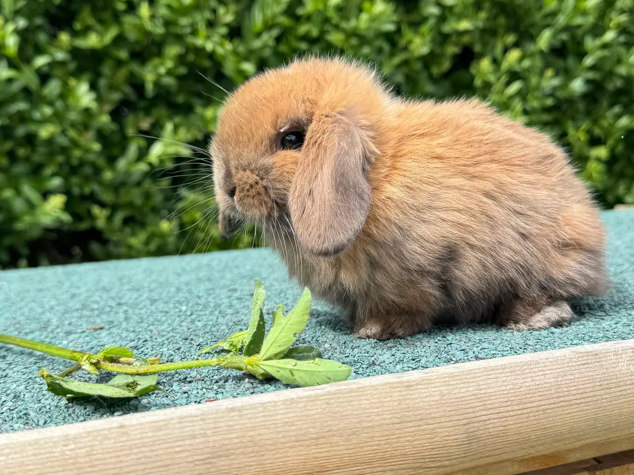 Billede 4 - Minilop kaniner 