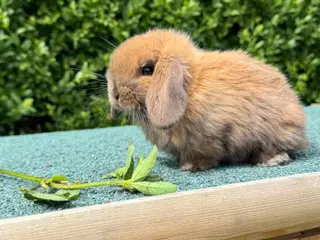 Minilop kaniner