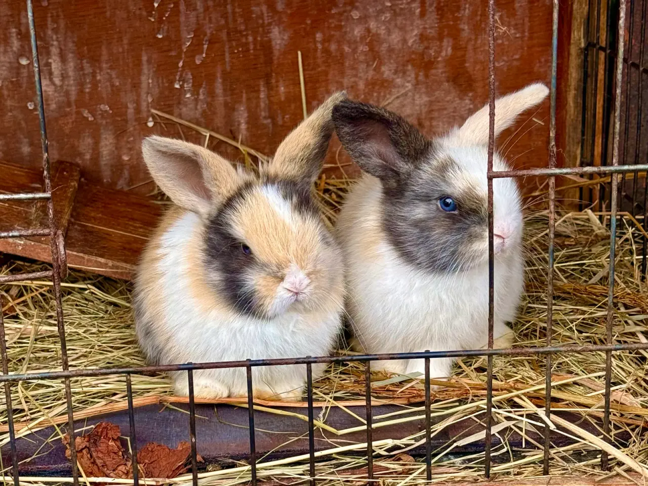 Billede 4 - 8 skønne Mini Lop unger