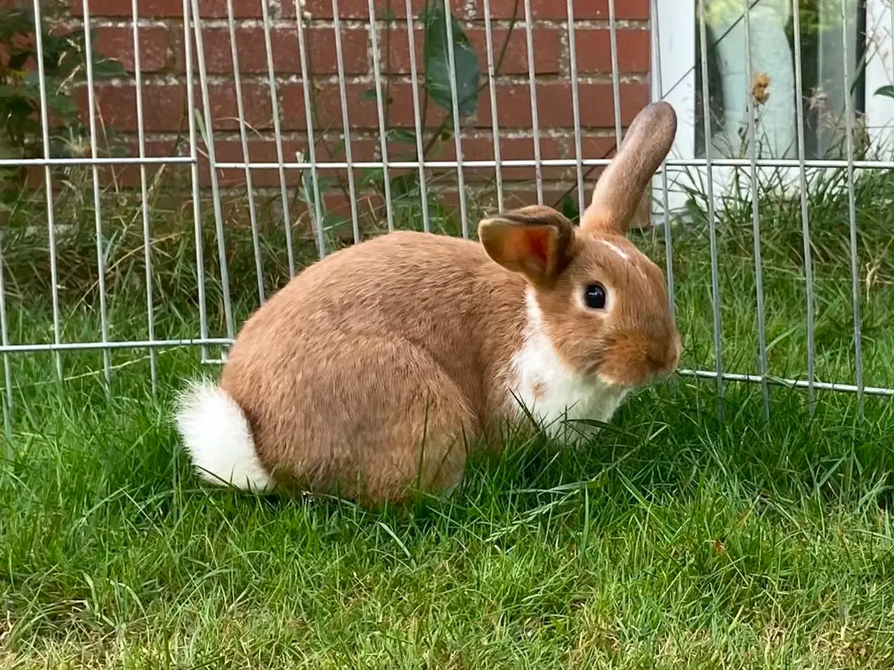 Billede 6 - Smuk lille pige kanin🥕