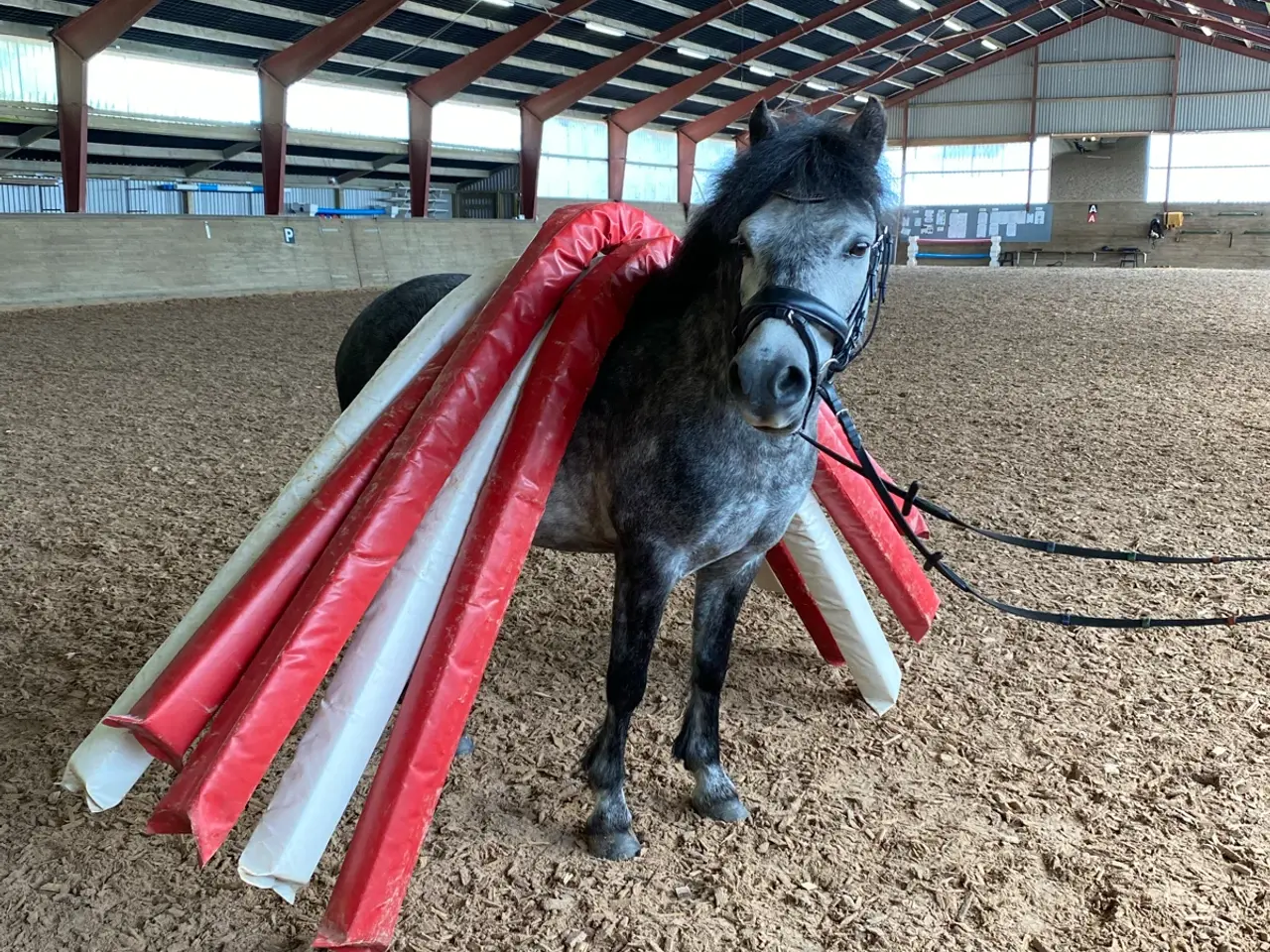 Billede 13 - Jake LF – 6 års Dartmoor vallak