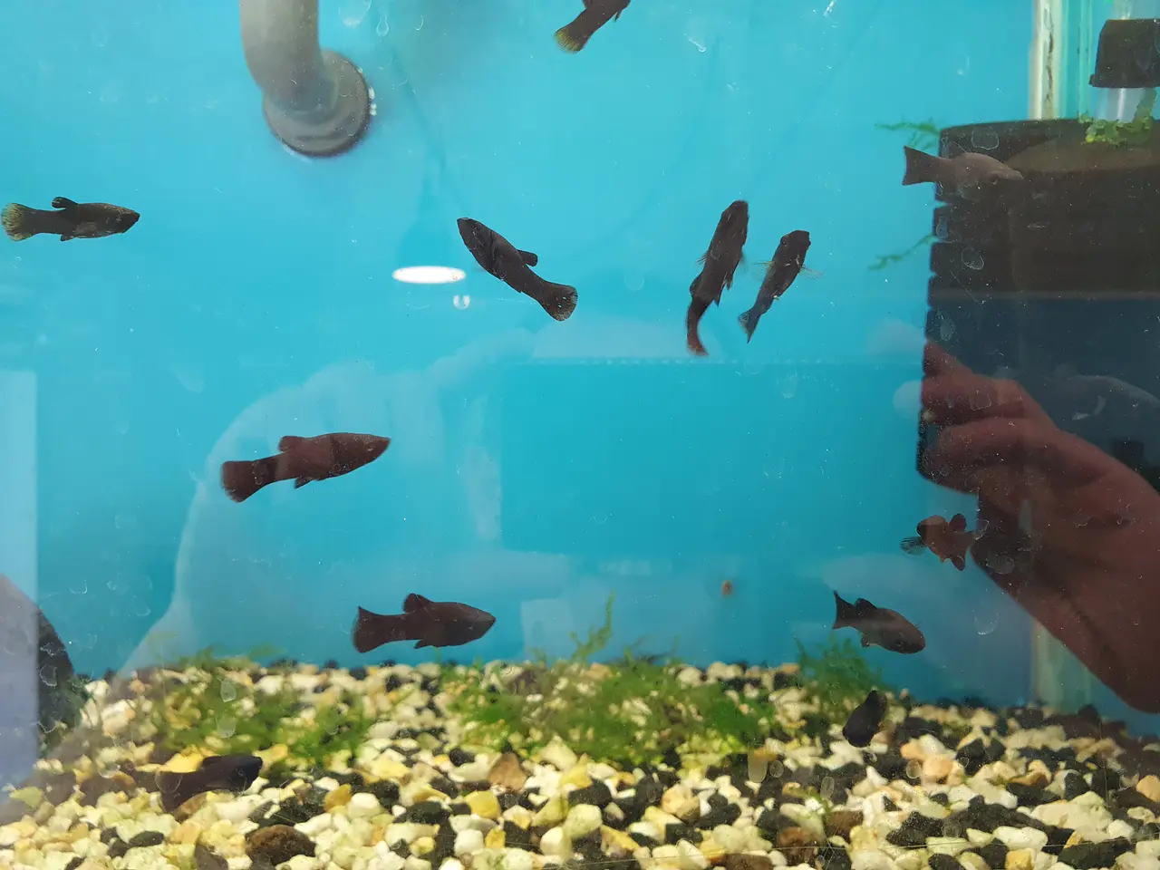 Billede 4 - 🖤🐟 BLACK MOLLY TIL SALG 🐟🖤
