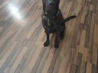 Jack cane Corso/schæfer