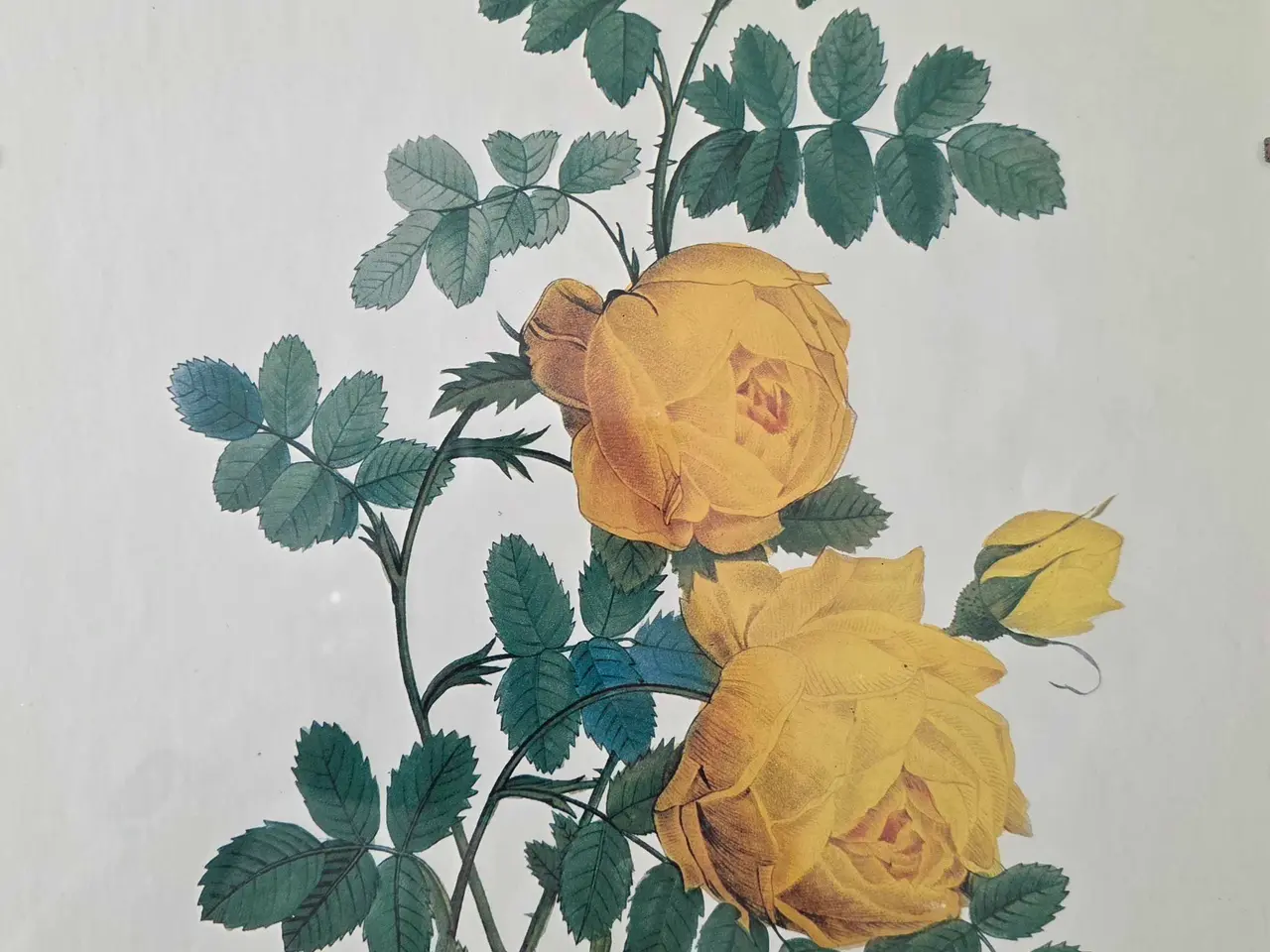 Billede 6 - 5 stk. Flora Danica billeder i skifterammer