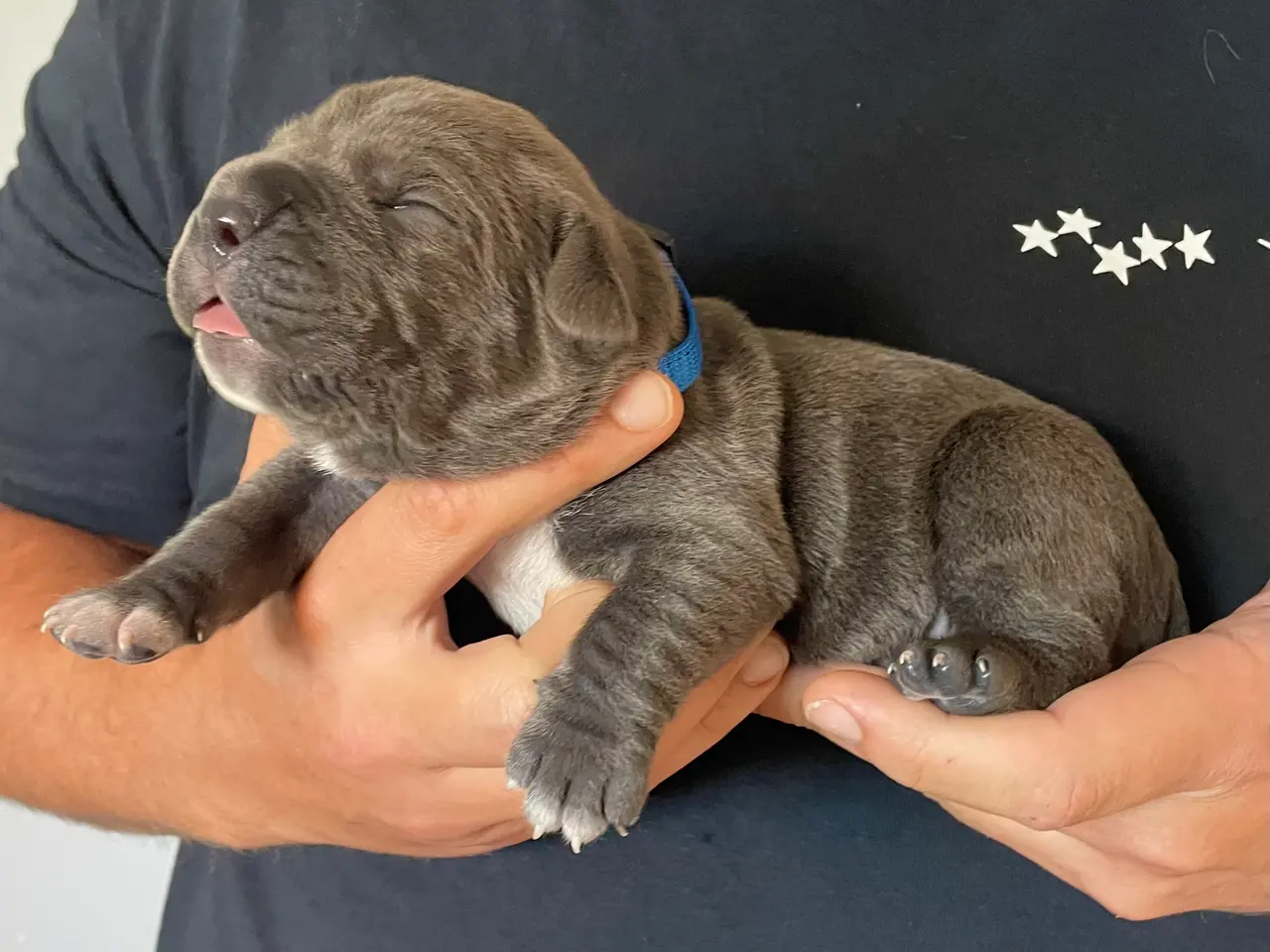 Billede 6 - Cane Corso/Presa Canario