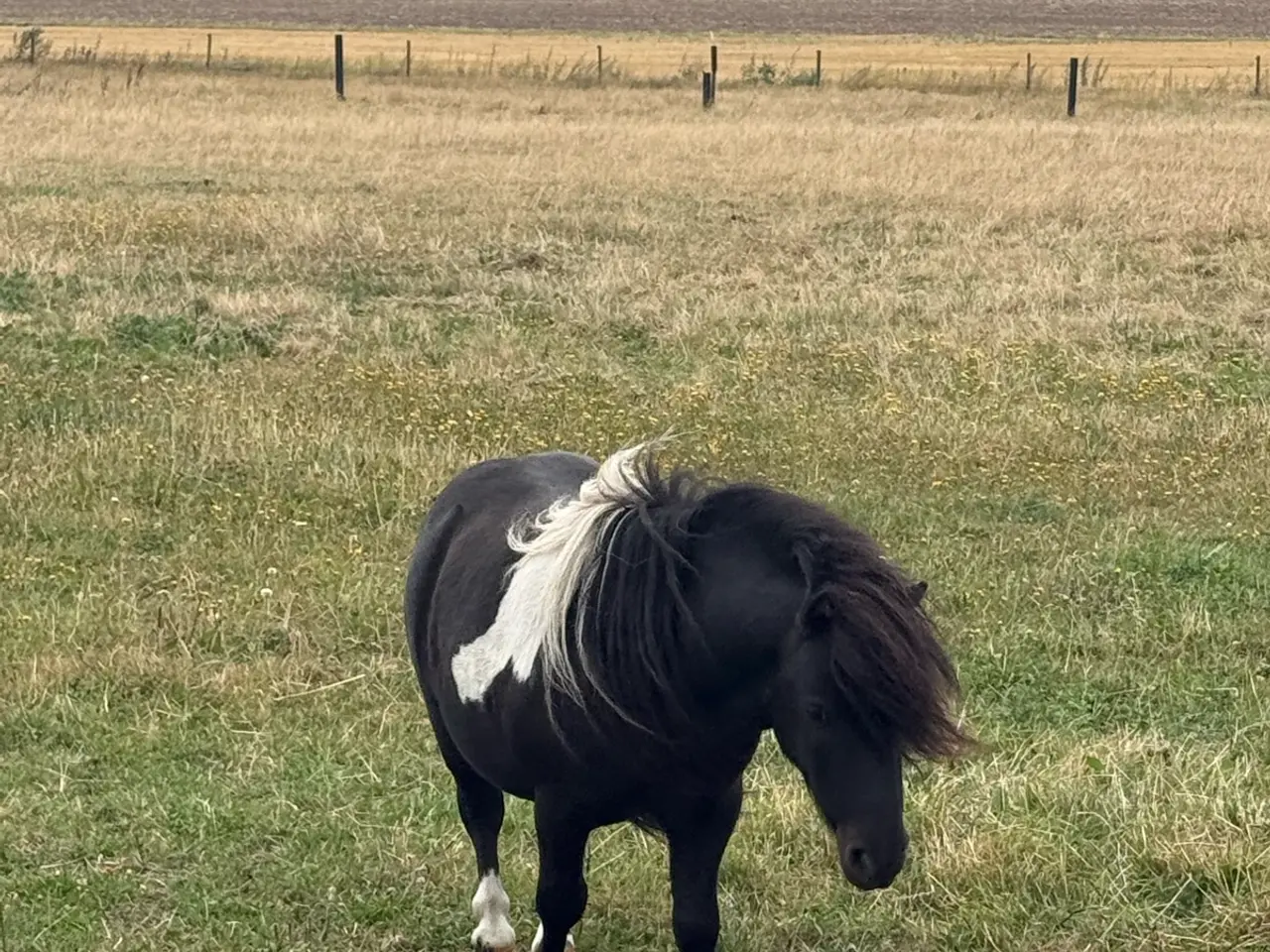 Billede 3 - Flot shetlænder hingst