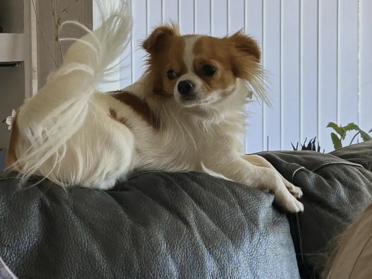 Billede 7 - Chihuahua langhåret 