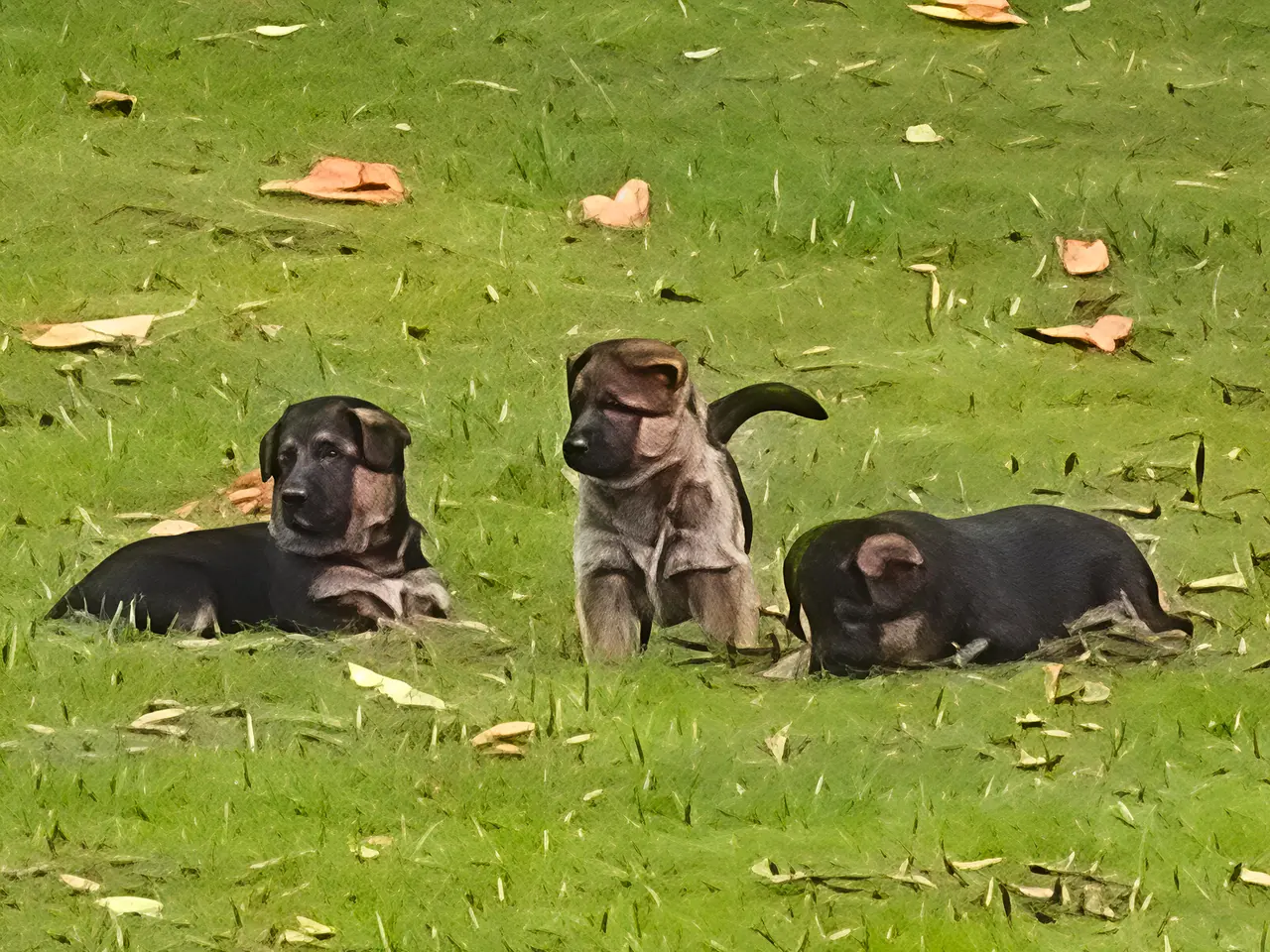 Billede 1 - Kennel Gipsygården