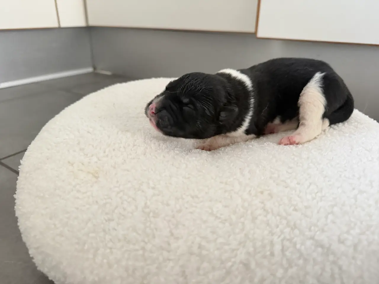 Billede 5 - Sødeste 9 hundehvalpe klar til jul