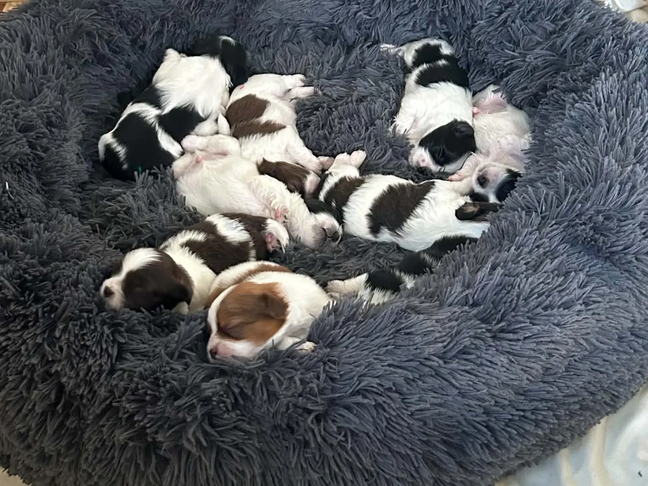 Billede 2 - Blanding af shih tzu og haveneser