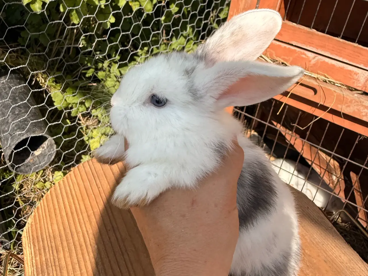 Billede 6 - Mini Lop kaninunge på 8 uger
